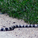 Image for article titled This Is What Gives the King Snake Its Slither